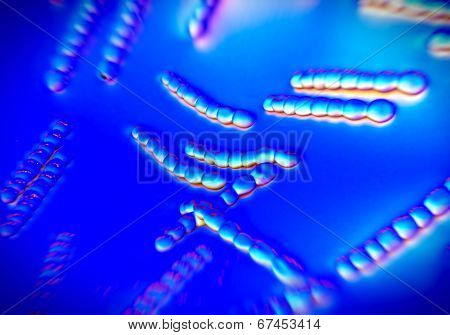 Streptococcus pneumoniae, bacteria artwork