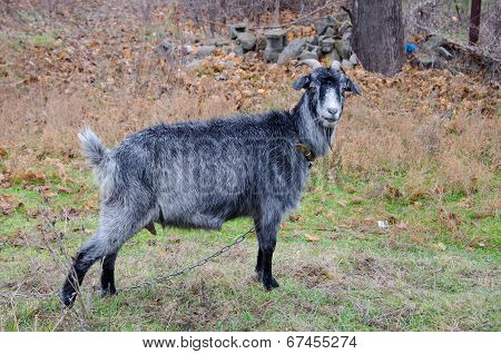 Goat