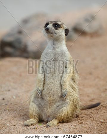 one cute meerket standing and looking out