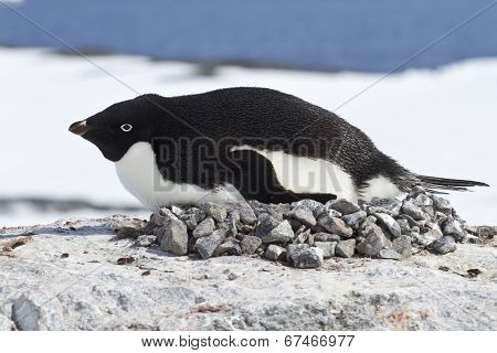 Female Adelie Penguin Incubate In The Nest On The Cliff Top