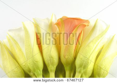 Lucky nut flower, Thailand