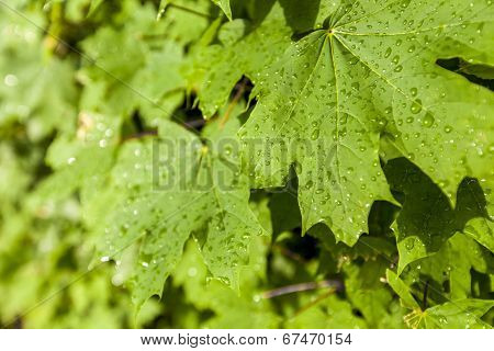 The Branch Of Maple Closeup