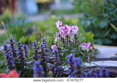 Flowers and grass in the forest