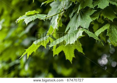 The Branch Of Maple Closeup