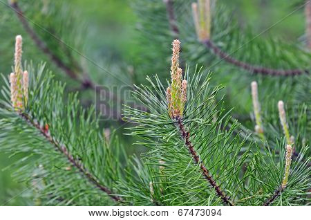 Nature backgrounds - detail photo of conifer