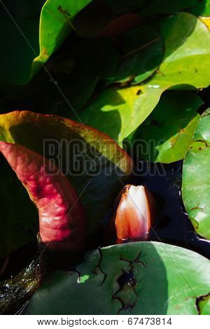 Water Lily