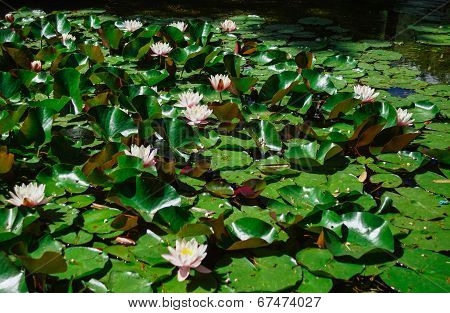 Water Lily