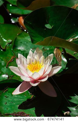 Water Lily