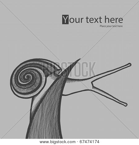 Hand Drawn Snail On Blade Of Grass