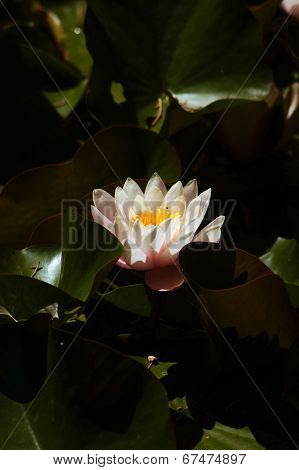 Water Lily