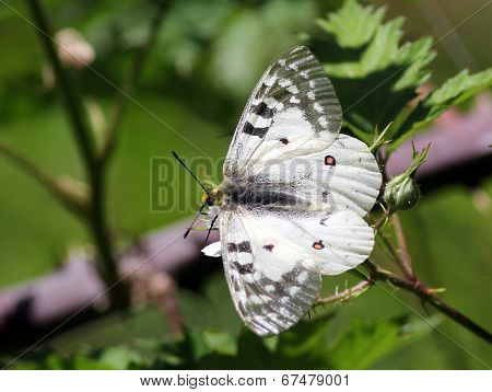 Clodius Parnassian on Blackberry
