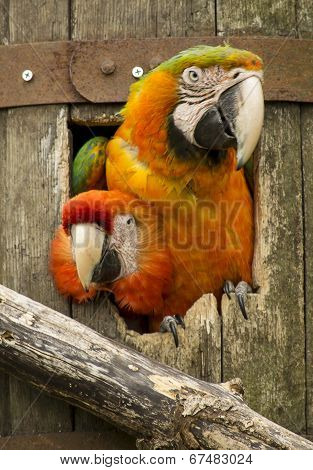 Macaw Parrots