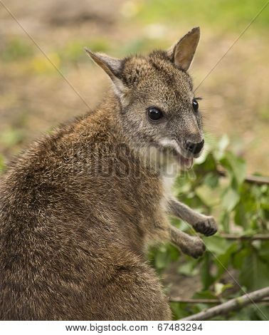 Wallaby