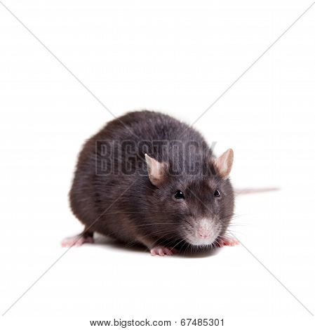 Rat, 3 year old on white
