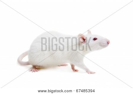 White laboratory rat on white