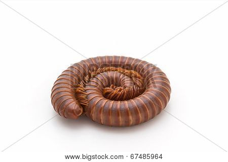 Millipede In Spiral Form.