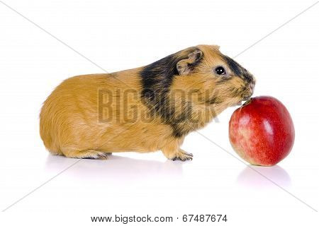 Guinea pig eats an apple