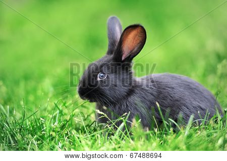 Rabbit In The Grass