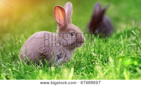 Rabbit In The Grass