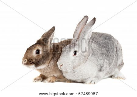 Two rabbits on a white background