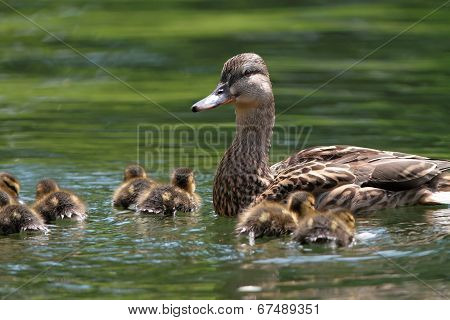 Mother Duck With Ducklings On Lake