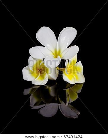Frangipani Flower Isolated On Black Background