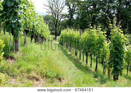 Vineyard