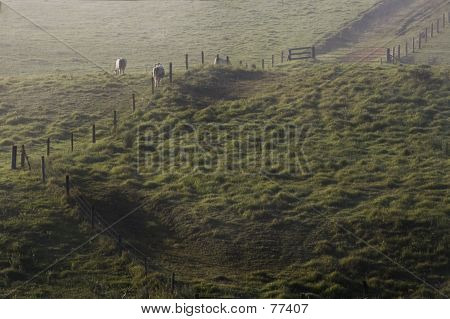 Vaches dans la brume