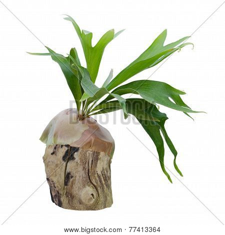 Staghorn Fern On Stump Isolated On White Background