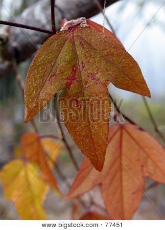 Couleur d'automne