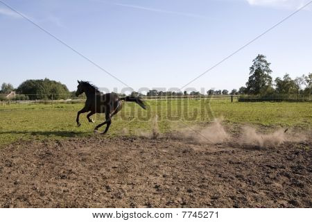 Retrato de caballo