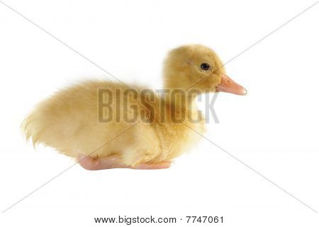 Mládě od Duck