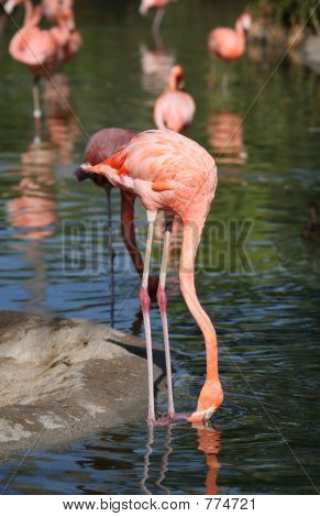 Flamingo Jagd nach Nahrung