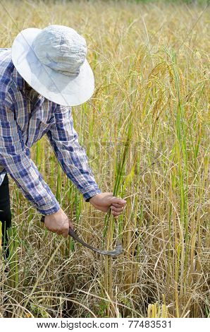 Farmer - Detail Of Man Cutting Rice With A Sickle
