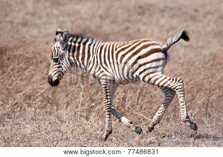 Baby Zebra