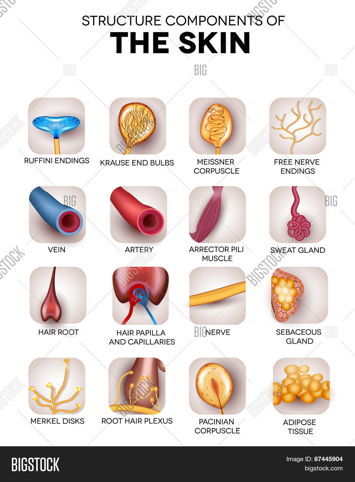 Skin Components Icons Vector & Photo (Free Trial) | Bigstock