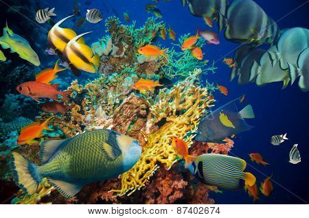 Tropical Fish and Coral Reef on Red Sea