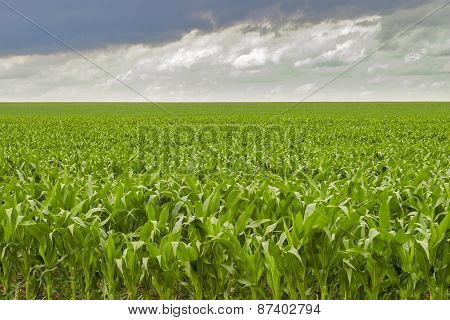 cornfield