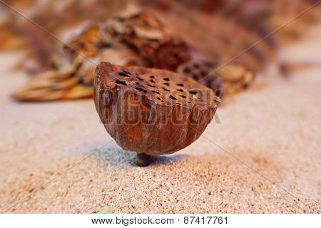 Closeup Seedpod Of The Lotus