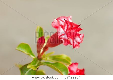 Adenium Obesum