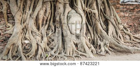 Buddha head overgrown by fig tree in Wat Mahatat. Ayutthaya historical park. Panorama