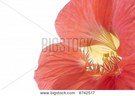 Nasturtium