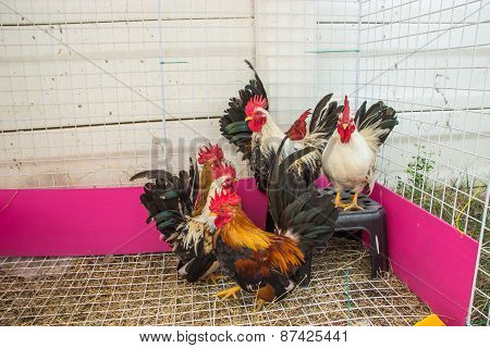 Rooster
