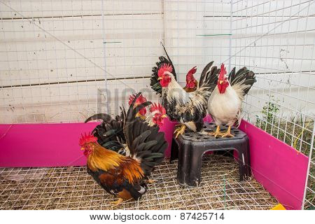 Rooster
