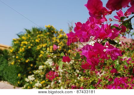 Bougainvillea Flower