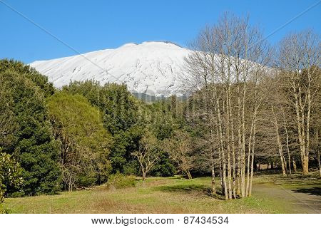 woods and snowy Etna in National Park, Sicily 