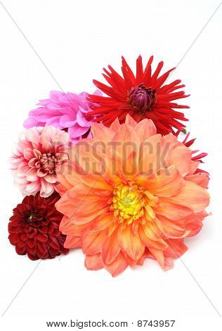 Çok renkli Dahlias