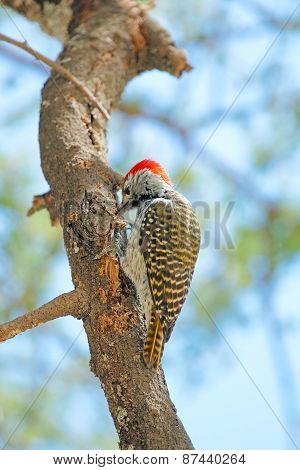 Golden-tailed Woodpecker On A Tree