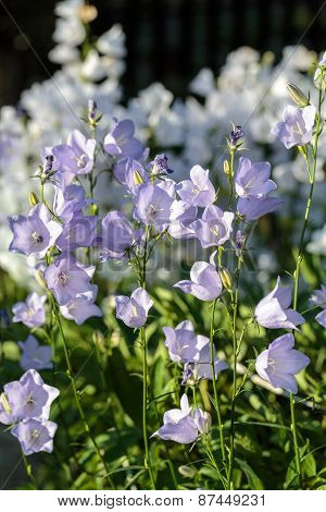 Campanula or canterbury bells flowers in garden
