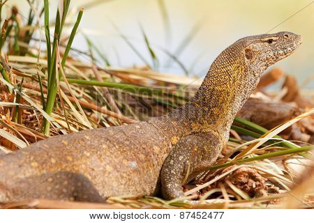 Water Monitor Lizard, Baringo Lake